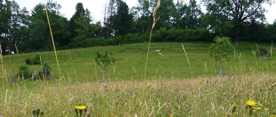 Lebensraum Gartenrotschwanz